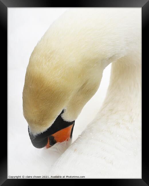 Sleeping Swan in High Key Framed Print by claire chown