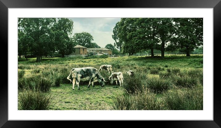 cattle cows field grass farm grazing Framed Mounted Print by Stuart Chard