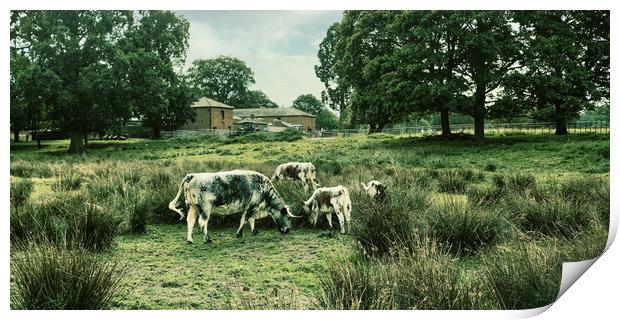 cattle cows field grass farm grazing Print by Travel and Pixels 
