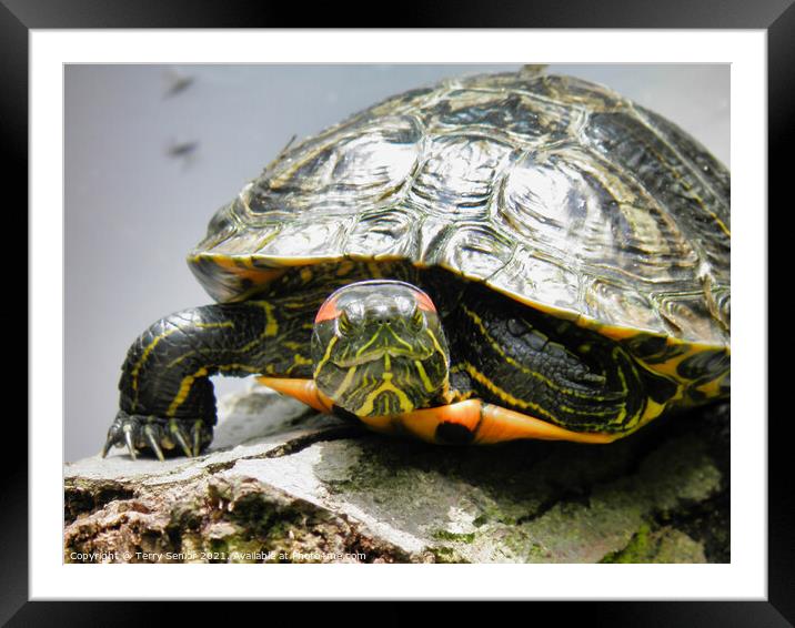 A Red Earred Terrapin a beautifully coloured repti Framed Mounted Print by Terry Senior