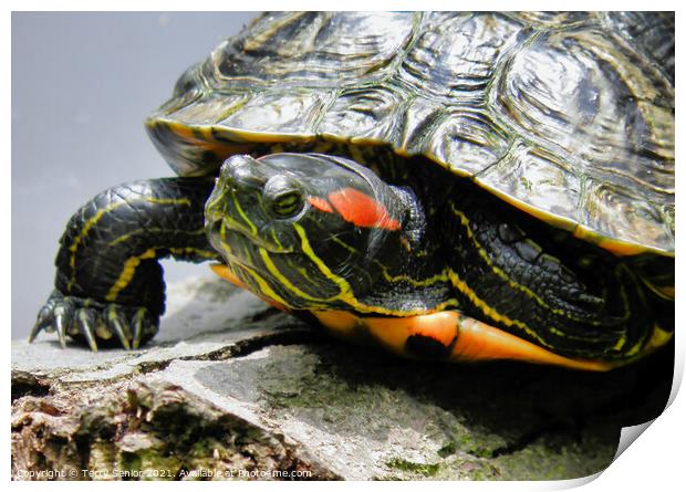 A Red Earred Terrapin a beautifully coloured repti Print by Terry Senior