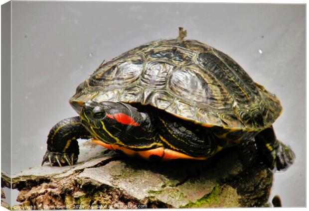A Red Earred Terrapin a beautifully coloured repti Canvas Print by Terry Senior