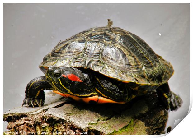 A Red Earred Terrapin a beautifully coloured repti Print by Terry Senior