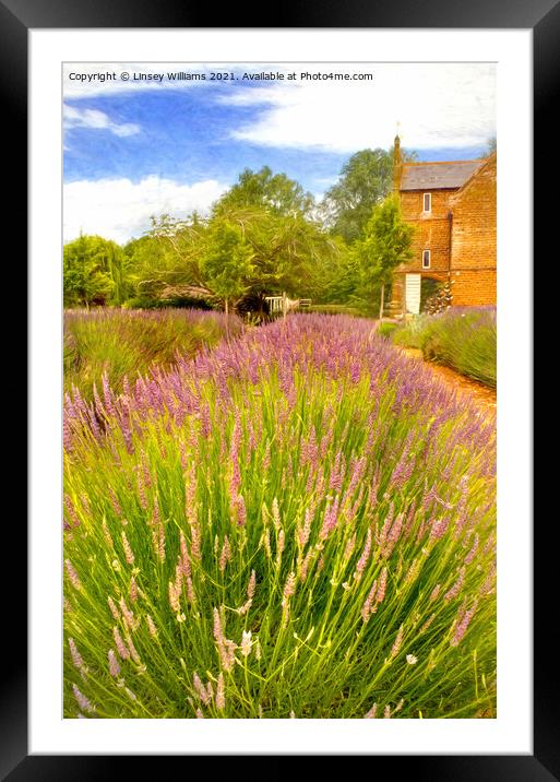 Norfolk Lavender Framed Mounted Print by Linsey Williams