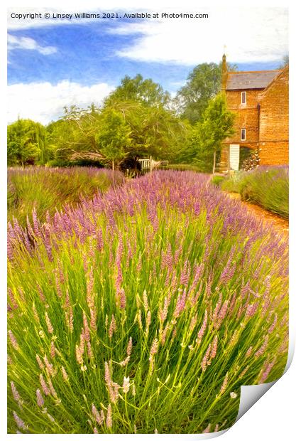 Norfolk Lavender Print by Linsey Williams
