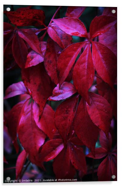 Dark Red Creeper Leaves Acrylic by Imladris 