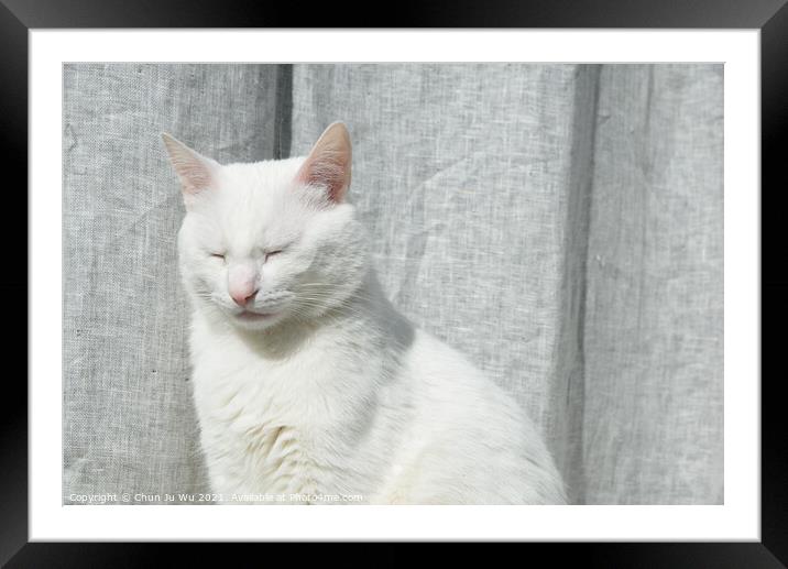 A white cat with blue eyes in front of grey curtain Framed Mounted Print by Chun Ju Wu