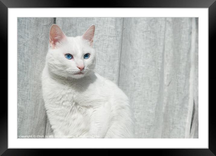 A white cat with blue eyes in front of grey curtain Framed Mounted Print by Chun Ju Wu