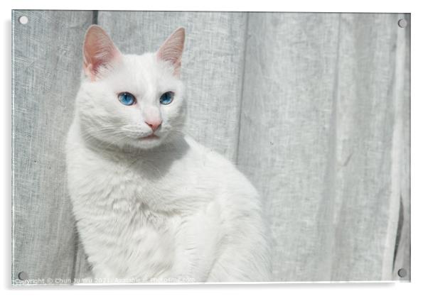 A white cat with blue eyes in front of grey curtain Acrylic by Chun Ju Wu