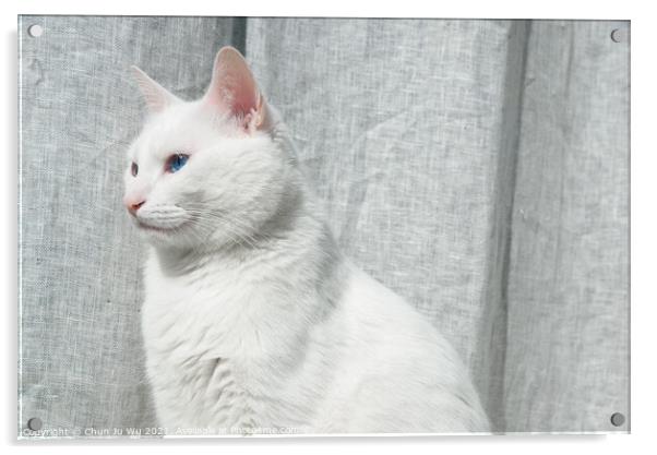 A white cat with blue eyes in front of grey curtain Acrylic by Chun Ju Wu