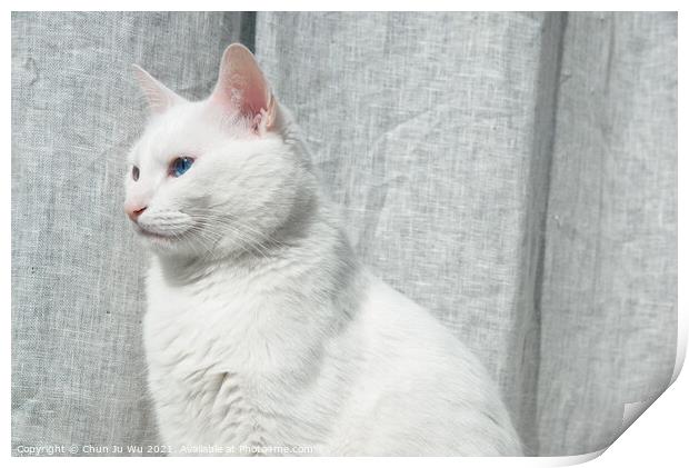 A white cat with blue eyes in front of grey curtain Print by Chun Ju Wu