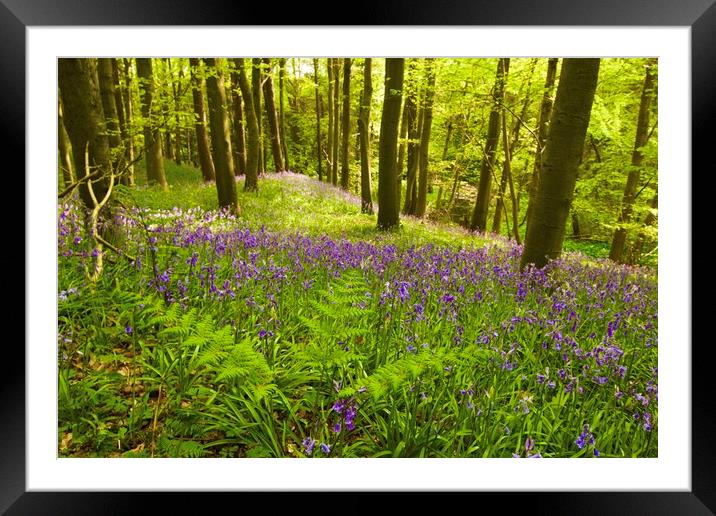Bluebell woods Morpeth Northumberland  Framed Mounted Print by David Thompson