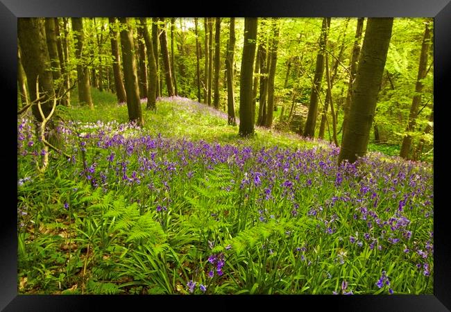 Bluebell woods Morpeth Northumberland  Framed Print by David Thompson