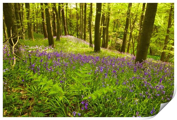 Bluebell woods Morpeth Northumberland  Print by David Thompson