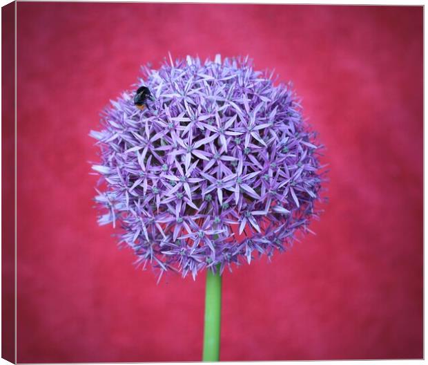 Allium purple flower Canvas Print by David Thompson