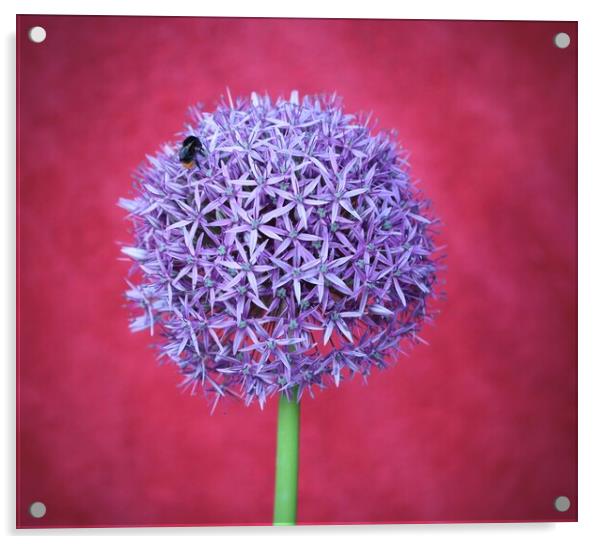 Allium purple flower Acrylic by David Thompson