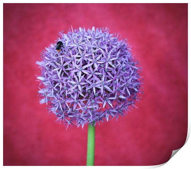 Allium purple flower Print by David Thompson