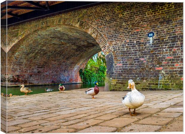 Ducks at Hungerford, Berkshire, England, UK Canvas Print by Mark Llewellyn