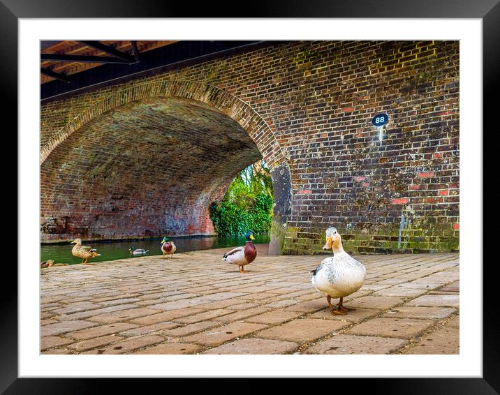 Ducks at Hungerford, Berkshire, England, UK Framed Mounted Print by Mark Llewellyn