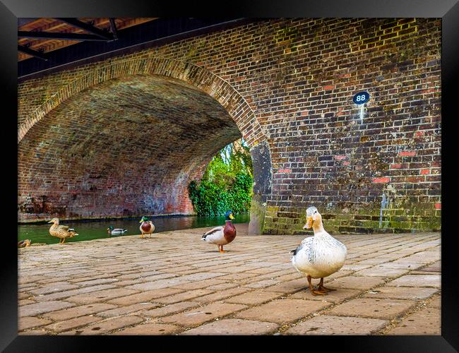 Ducks at Hungerford, Berkshire, England, UK Framed Print by Mark Llewellyn