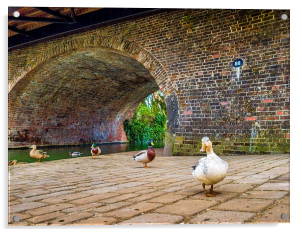 Ducks at Hungerford, Berkshire, England, UK Acrylic by Mark Llewellyn