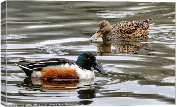  shoveller ducks,Female and  male  Canvas Print by kathy white