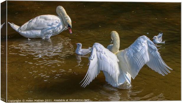 Chatting with the Stratford on Avon Swans Canvas Print by Helkoryo Photography