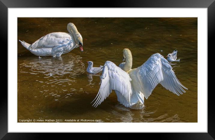Chatting with the Stratford on Avon Swans Framed Mounted Print by Helkoryo Photography