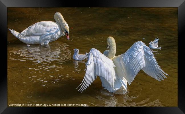 Chatting with the Stratford on Avon Swans Framed Print by Helkoryo Photography