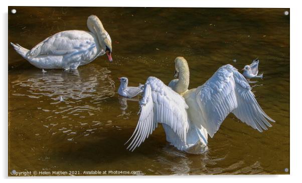Chatting with the Stratford on Avon Swans Acrylic by Helkoryo Photography