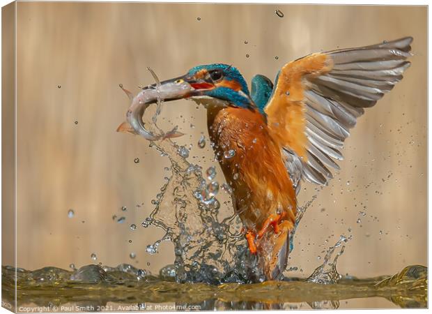 Emerging Kingfisher Canvas Print by Paul Smith