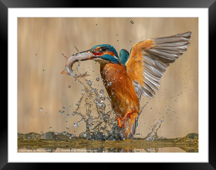 Emerging Kingfisher Framed Mounted Print by Paul Smith