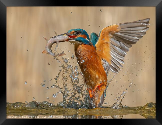 Emerging Kingfisher Framed Print by Paul Smith
