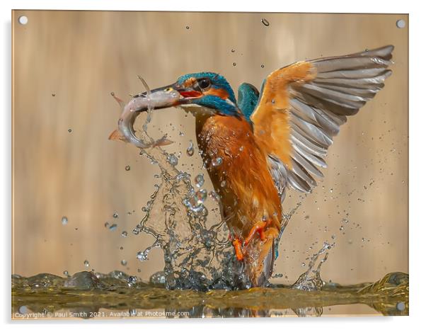 Emerging Kingfisher Acrylic by Paul Smith
