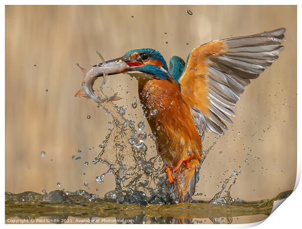 Emerging Kingfisher Print by Paul Smith