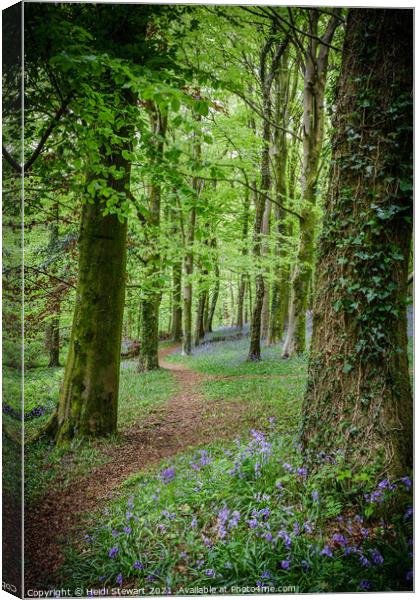 The Path into the Bluebell Wood  Canvas Print by Heidi Stewart