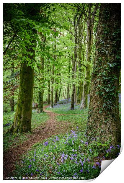 The Path into the Bluebell Wood  Print by Heidi Stewart