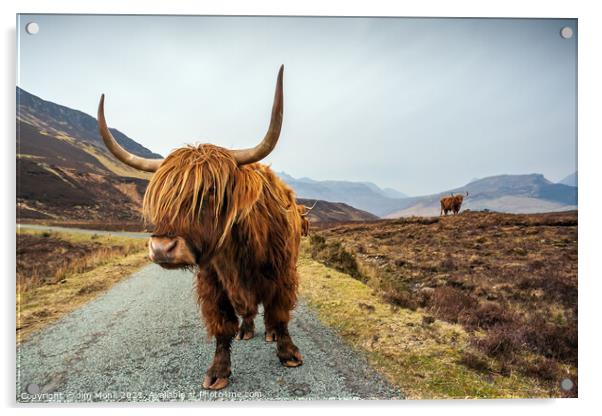 Highland Cow, Isle of Skye Acrylic by Jim Monk