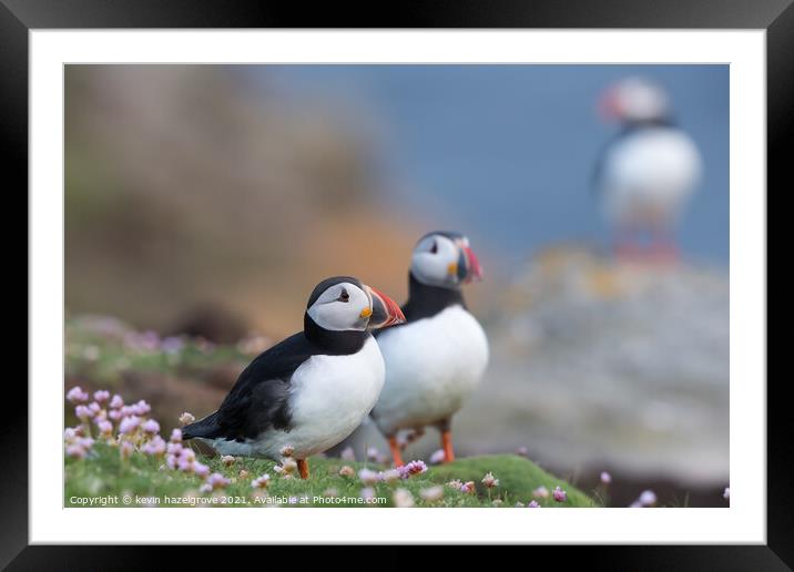A puffin trio Framed Mounted Print by kevin hazelgrove