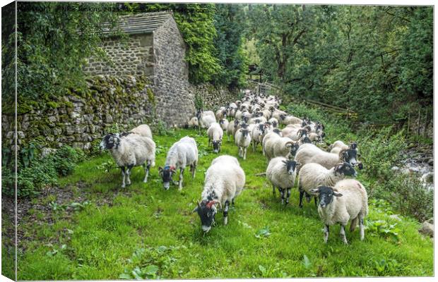An advancing army of sheep at Hubberholme  Canvas Print by Nick Jenkins