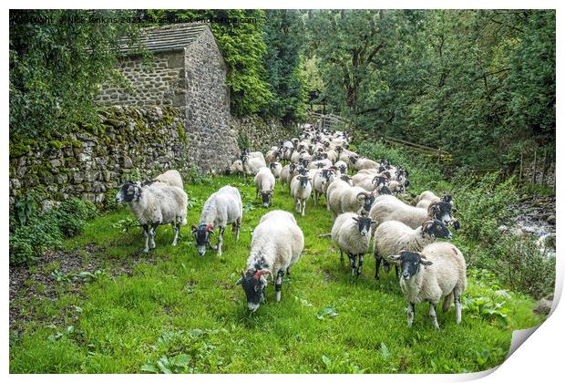 An advancing army of sheep at Hubberholme  Print by Nick Jenkins