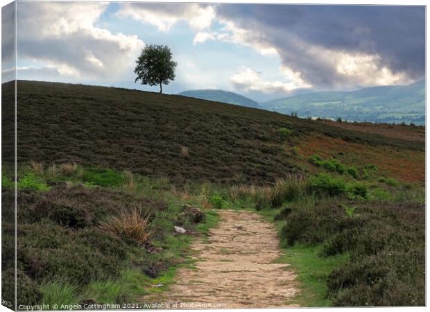 Path onto the Moor Canvas Print by Angela Cottingham