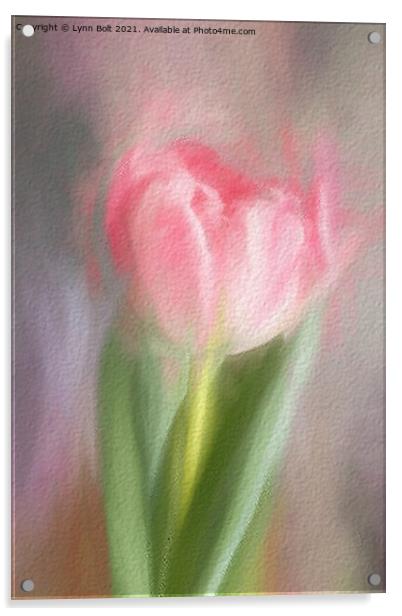 Pink Tulip Acrylic by Lynn Bolt
