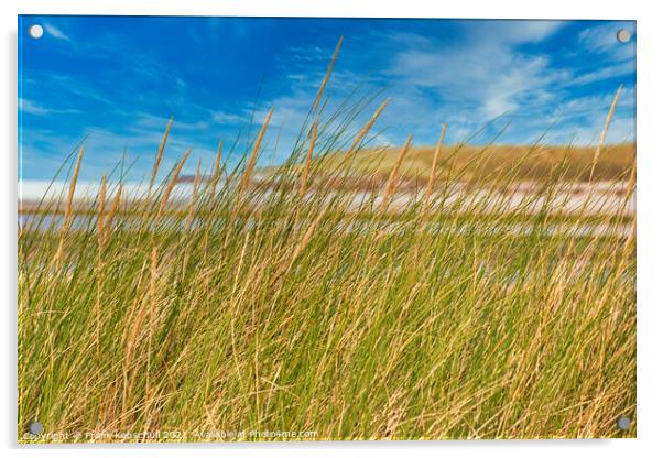 dune grass Acrylic by  Bullysoft