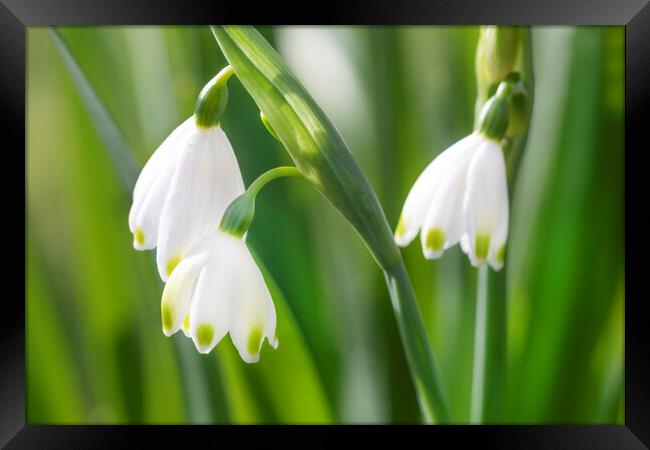 Snowdrops Framed Print by David Hare