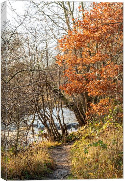 Walk to the river, Durham Canvas Print by Frank Farrell