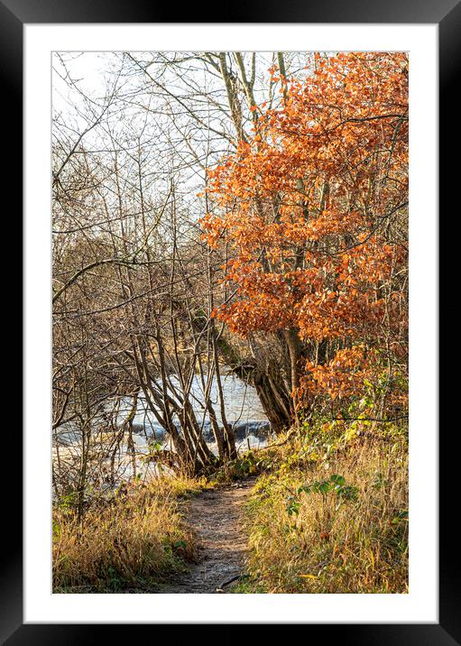 Walk to the river, Durham Framed Mounted Print by Frank Farrell