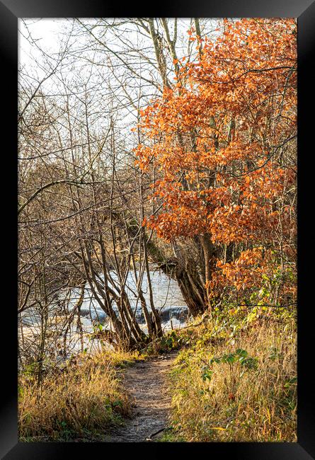 Walk to the river, Durham Framed Print by Frank Farrell