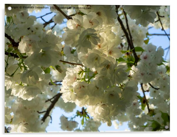 White Flowering Cherry Blossom Acrylic by Elizabeth Debenham