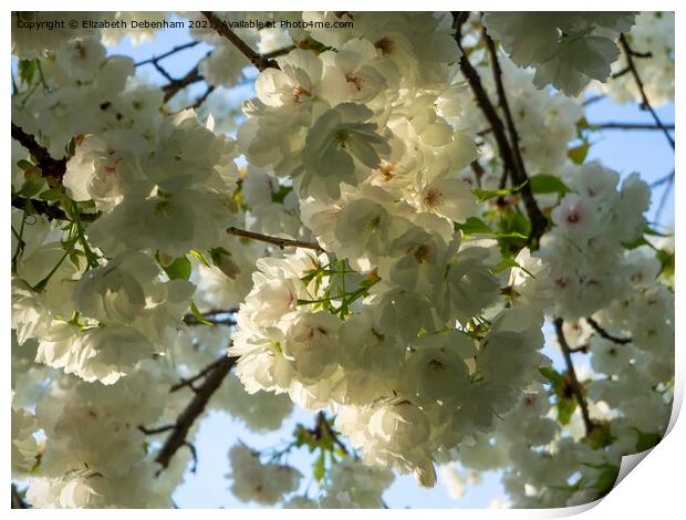 White Flowering Cherry Blossom Print by Elizabeth Debenham